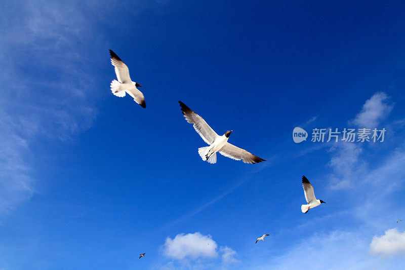 一群飞翔的海鸥飞过湛蓝清澈的天空