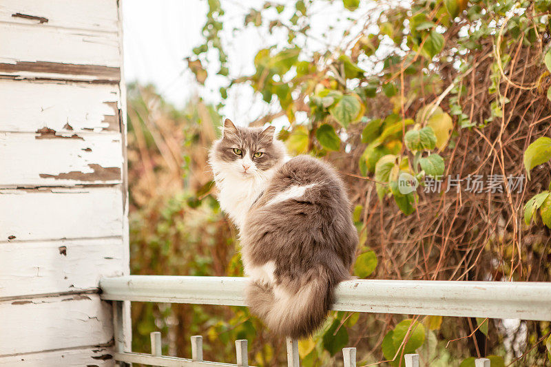 灰猫坐在阳台上，沐浴着夏日的阳光