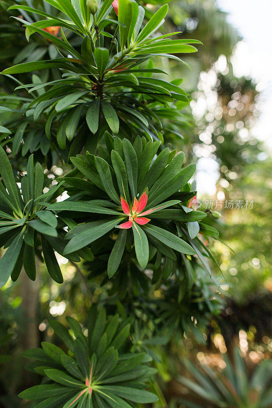 热带植物