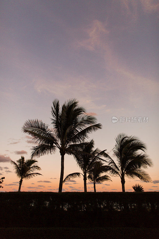 日落时棕榈滩上的棕榈树