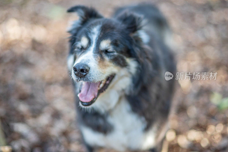 友好的边境牧羊犬