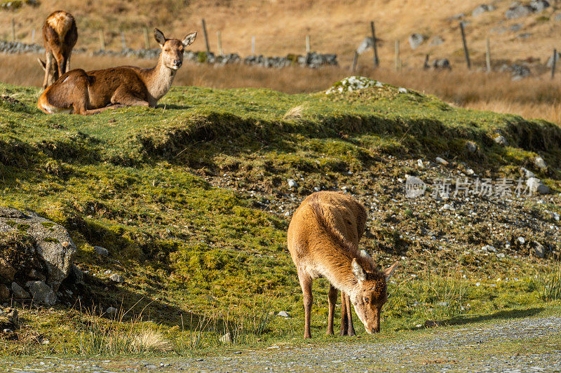 两只雌马鹿和一只小马鹿在苏格兰