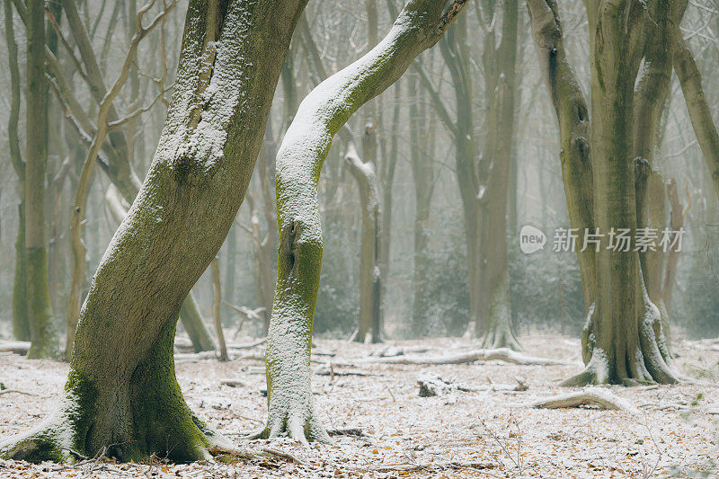 在寒冷的雪天，山毛榉树具有戏剧性的形状在薄雾和积雪的森林