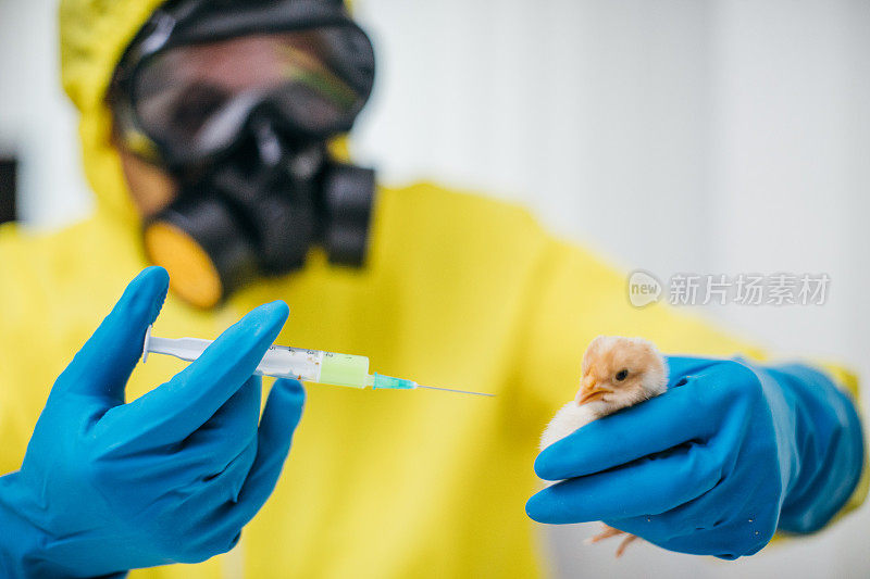 科学家在实验室给小鸡注射化学物质