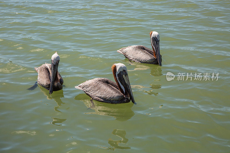 三只褐鹈鹕在海里