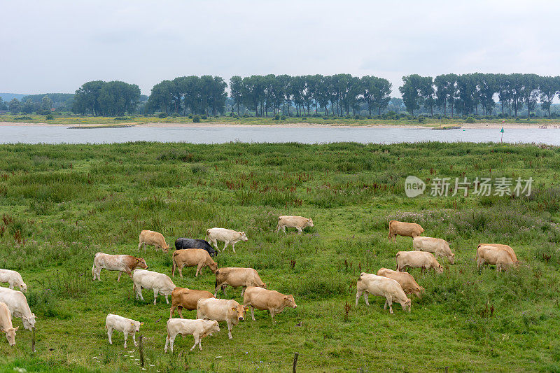 莱茵河上的牛群泛滥成灾