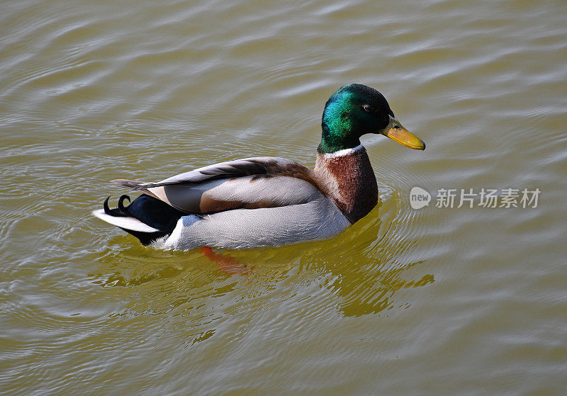 一只公野鸭在湖上游泳