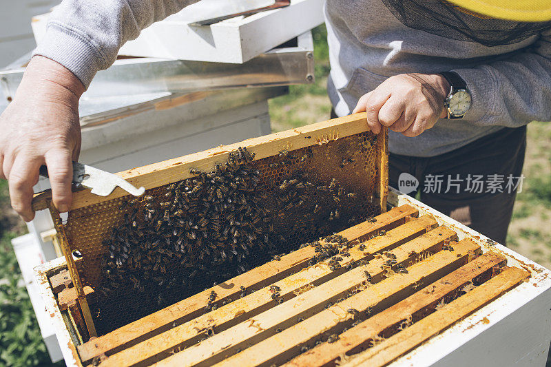 养蜂人从蜂箱中取出架子