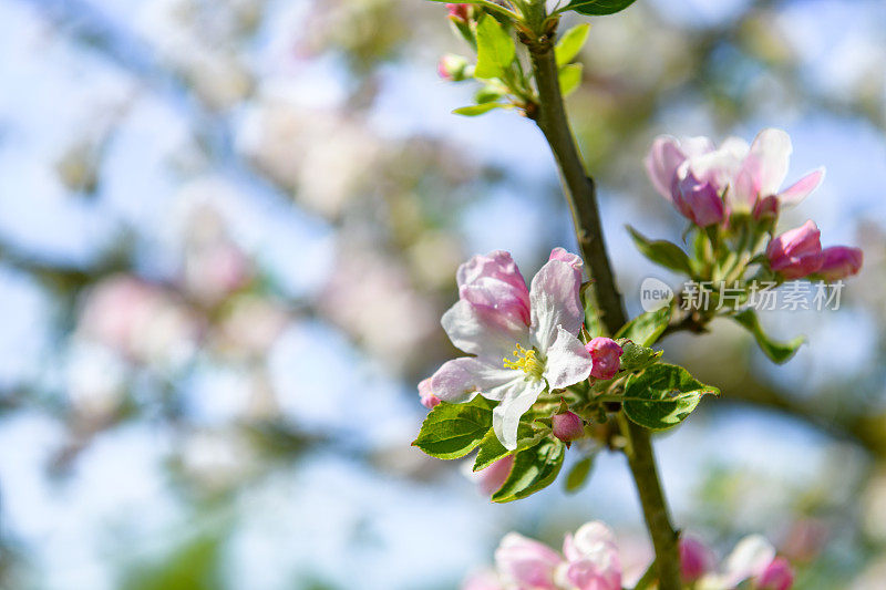 盛开的苹果树在一个美丽的春天在果园开花