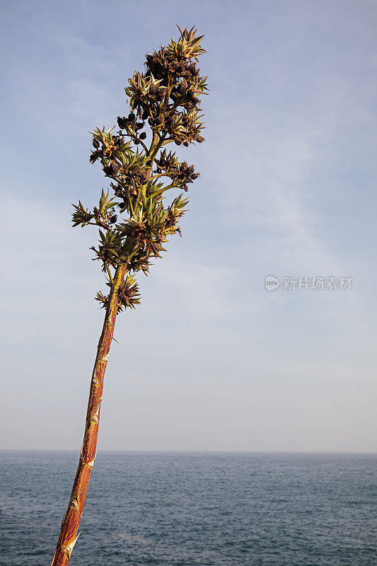 龙舌兰花和海景