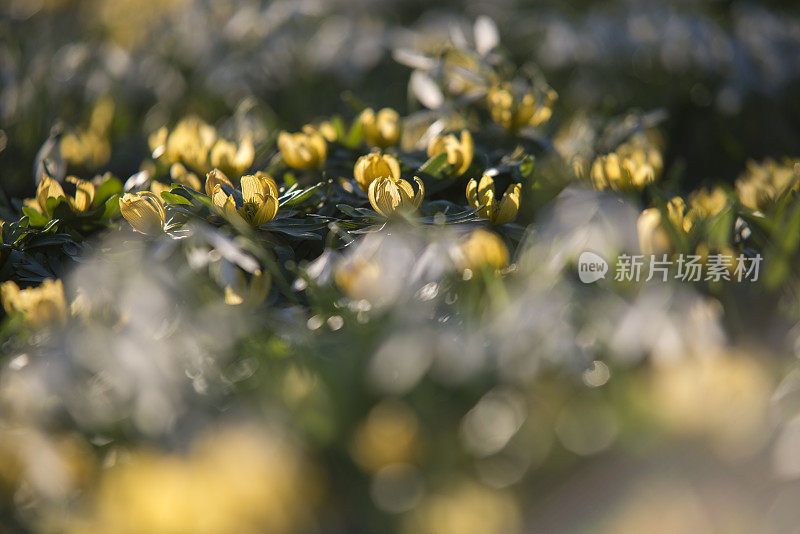 雪花莲和冬天的附子花在春天