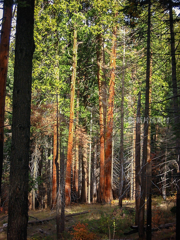 红杉国家公园的一棵大红杉