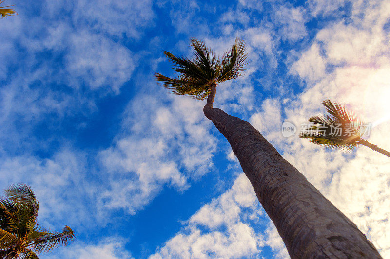 蓝天白云之上的椰子树。