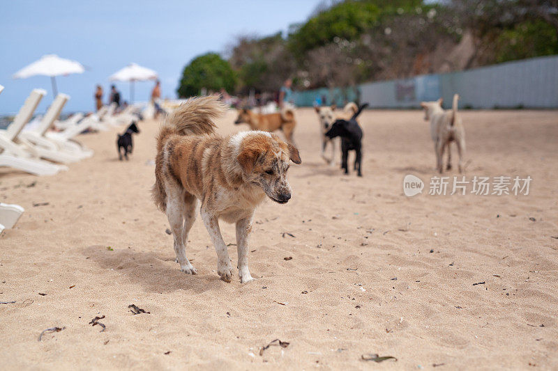 巴厘岛萨努尔海滩上无家可归的流浪狗