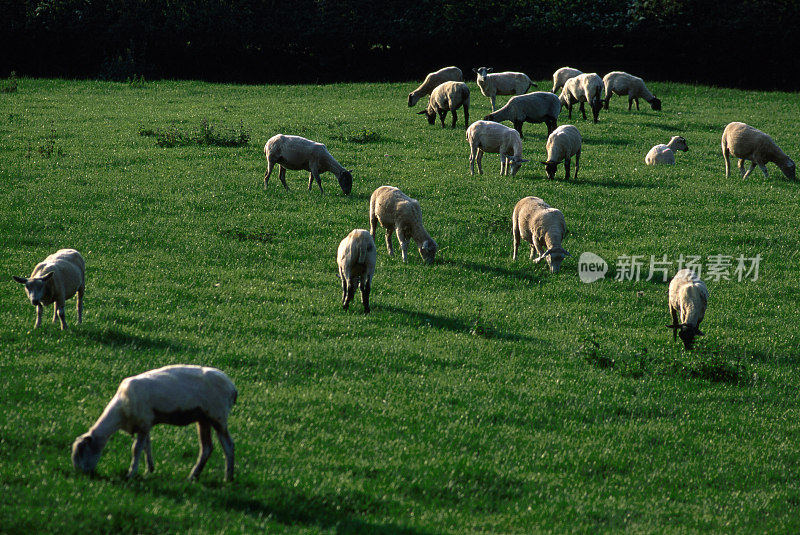 牧羊场农场家畜绿色草地牧场