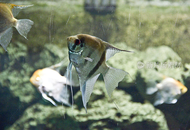 水族馆里的鱼