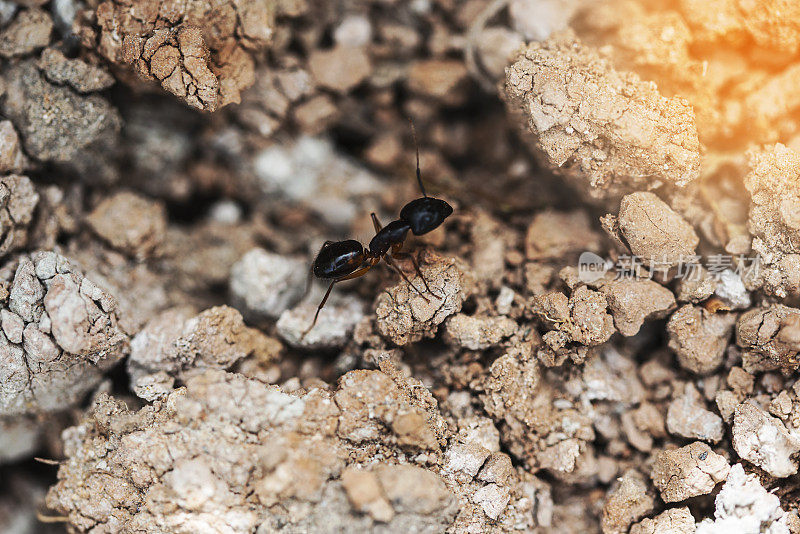 蚂蚁巢