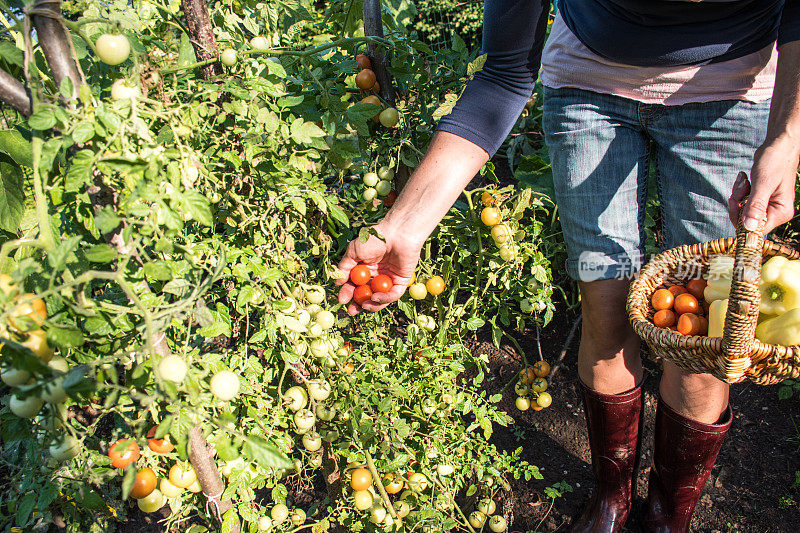 中年妇女在她的花园里收获樱桃番茄