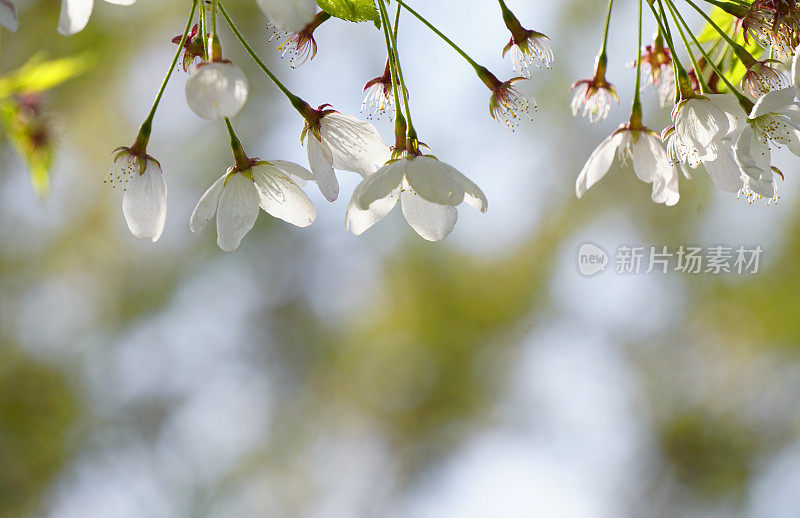 樱花框架边框