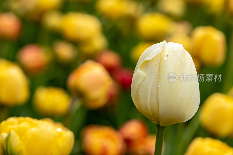 在加拿大郁金香节在专员公园，加拿大渥太华的雨滴单郁金香特写