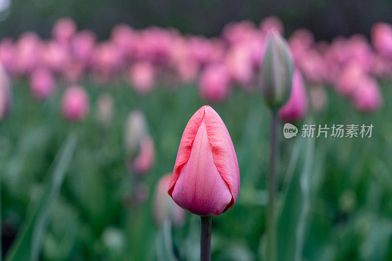 加拿大郁金香节在雅克卡地亚公园，渥太华，加拿大