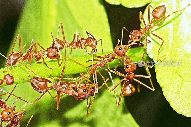 绿色树枝上的蚂蚁。