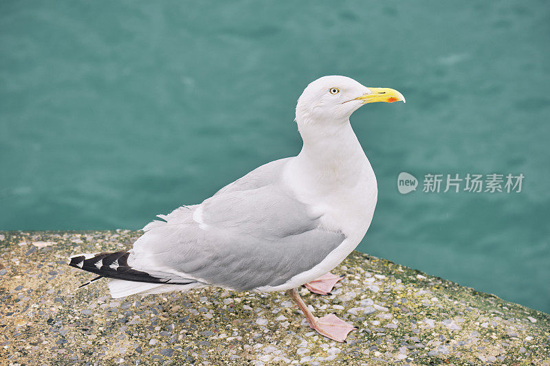 海鸥在港墙，纽基，康沃尔，看着相机。