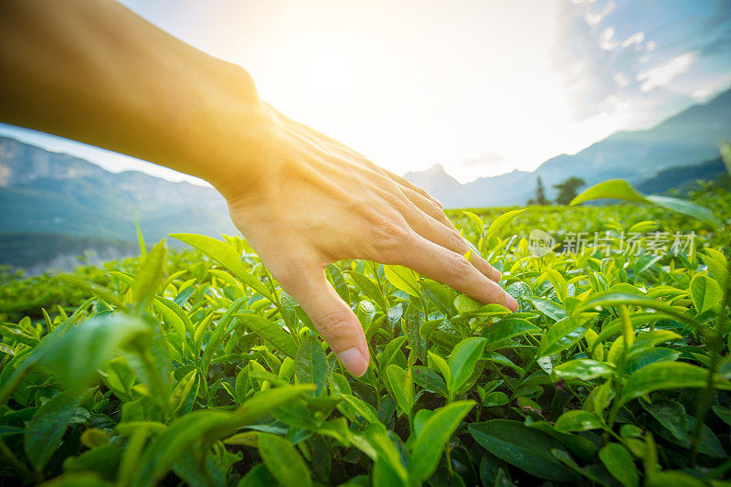 男人的手摸着茶叶