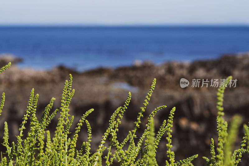 羊酸模(Rumex)生长在有潮汐池的海岸线和海面上的地平线上