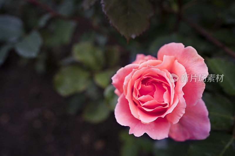 罗伯特・彭斯花园里的一朵粉红的红玫瑰