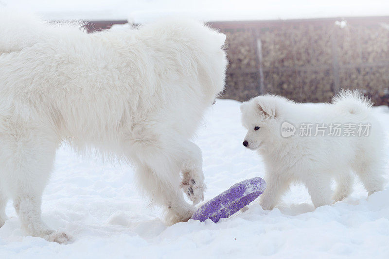 萨摩耶犬(冬天)