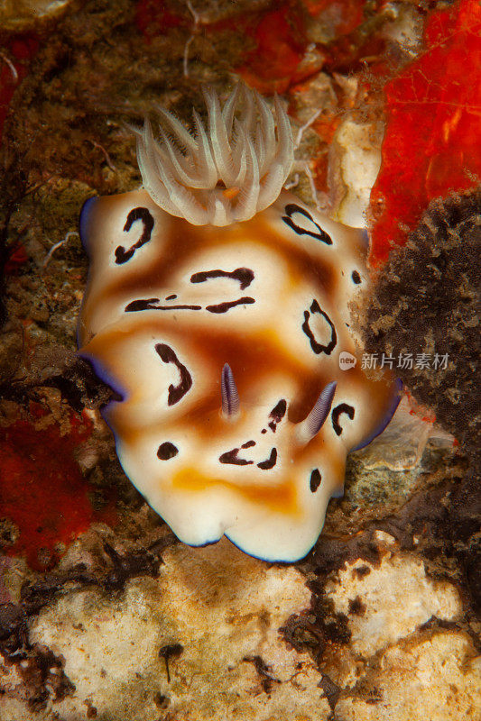 海洋生物。彩色的海蛞蝓水下生物裸鳃