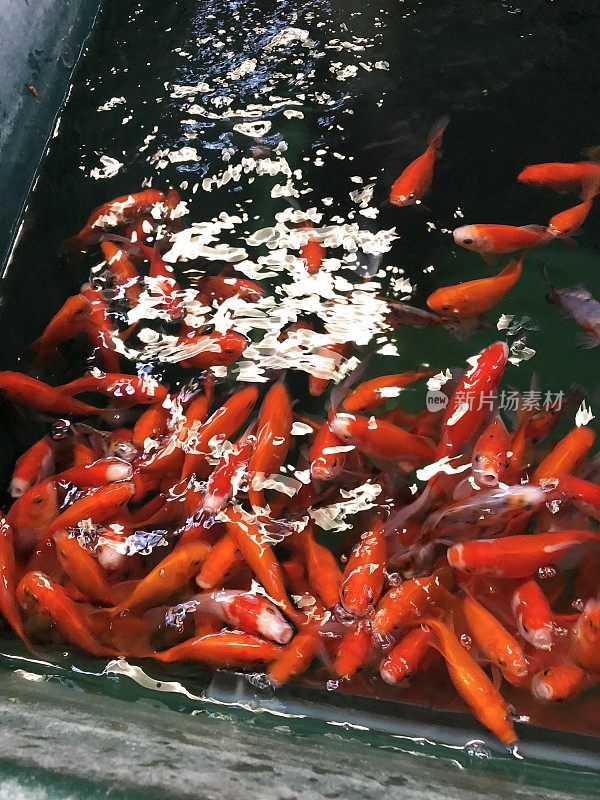 上图中，红色和橙色的金鱼在淡水水族鱼缸中游动，在宠物店水族花园中心出售