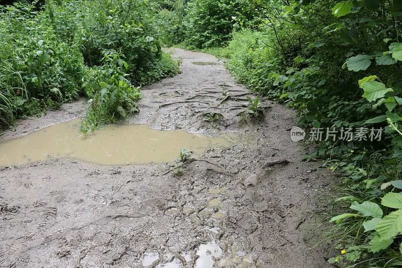 在阳光下泥泞的英国乡村小路林地隧道的图像，树木创造的阴影水坑泥径，杂草，野生大蒜花，梧桐(槭)，榛(榛属)，山毛榉(山毛榉)，蕨类植物