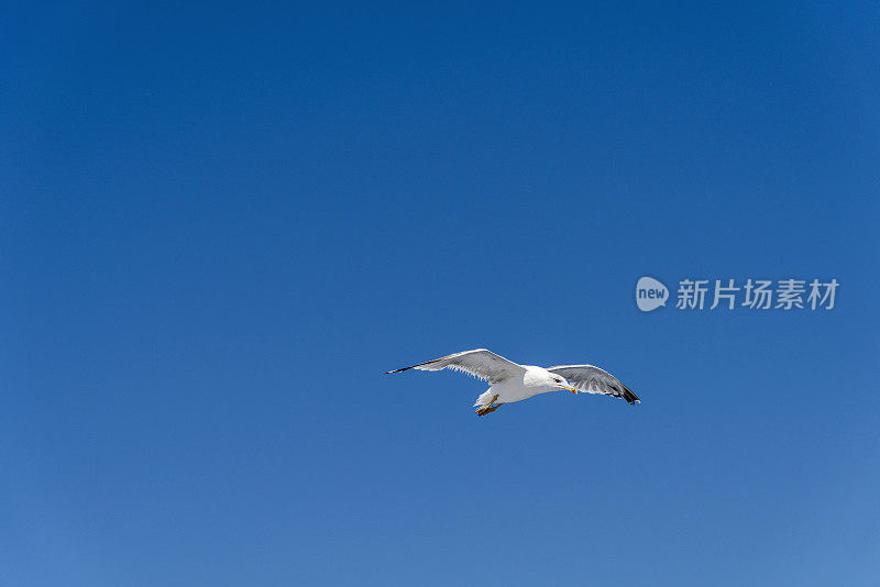 一只白色的海鸥在希腊的蓝天上飞翔