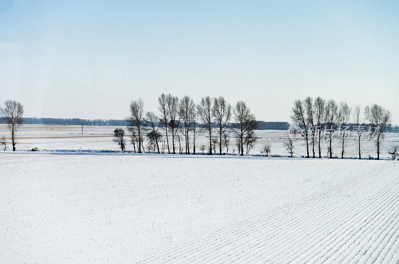 雪地里的树