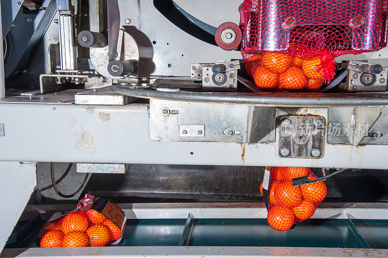 橙子的生产