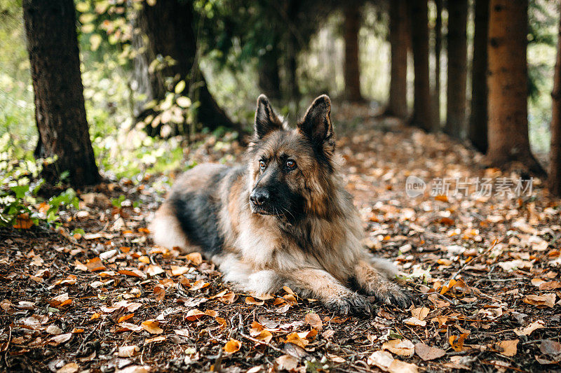 德国大型雌性牧羊犬