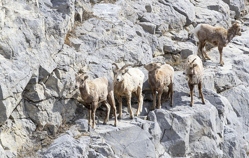 山坡上的大角羊