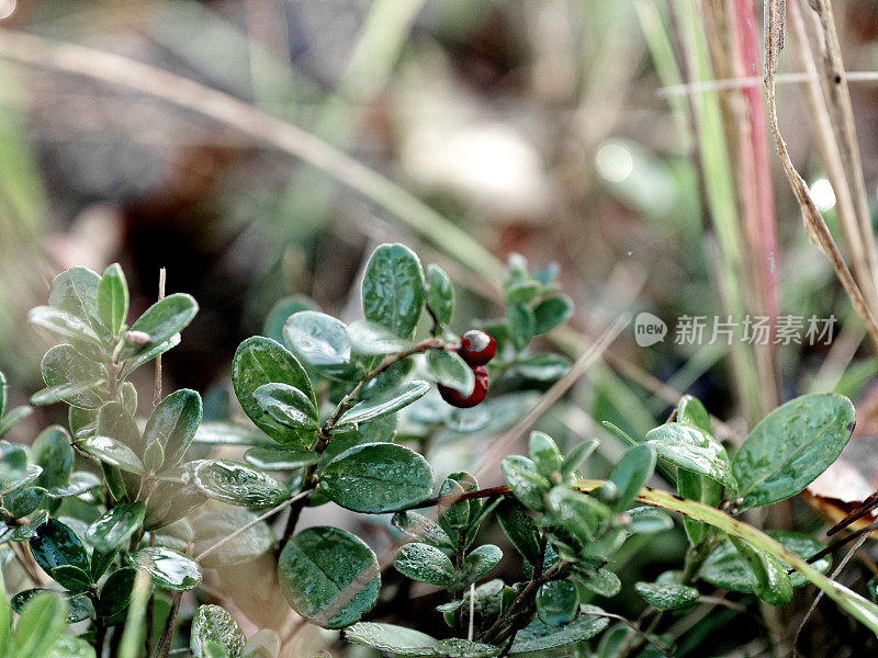 越橘的植物