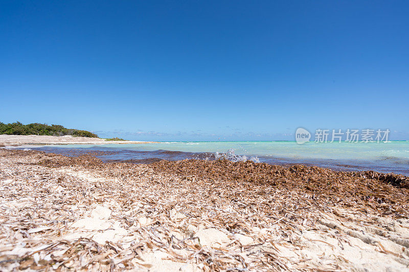 加勒比海海滩上的海藻