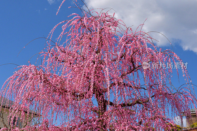 粉白垂梅花盛开在索加贝修梅花林中