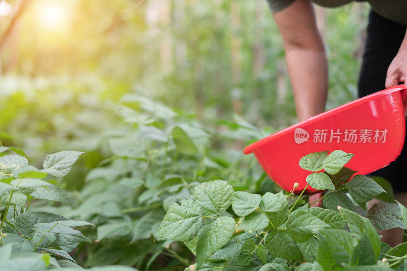 成熟的女人采摘青豆在素食花园