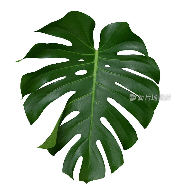 长叶，热带植物常绿藤本孤立在白色背景下，修剪路径包括