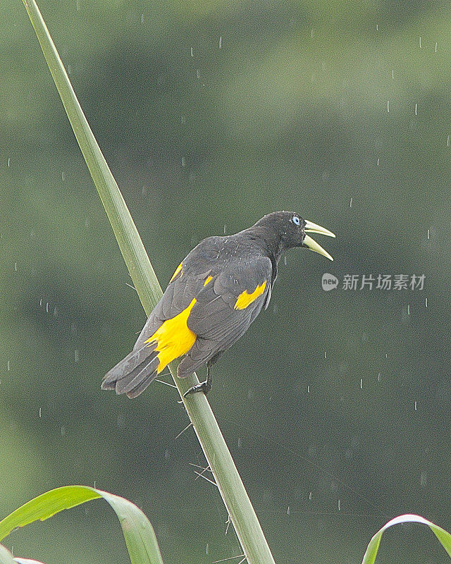 一位黄臀酋长忍受着一场暴风雨