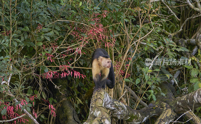 可爱的野生白喉卷尾猴，在中美洲巴拿马的甘博亚国家公园