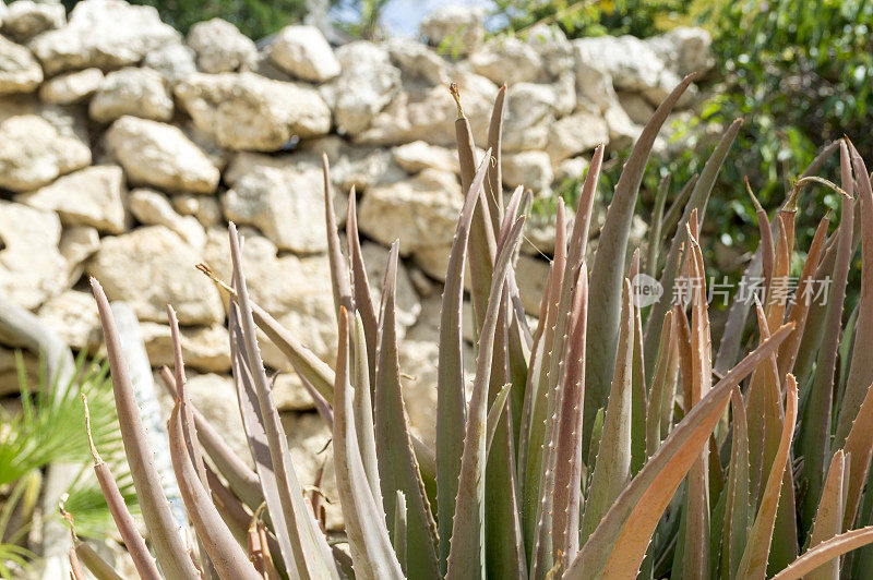 阿鲁巴芦荟肉质植物侧视图