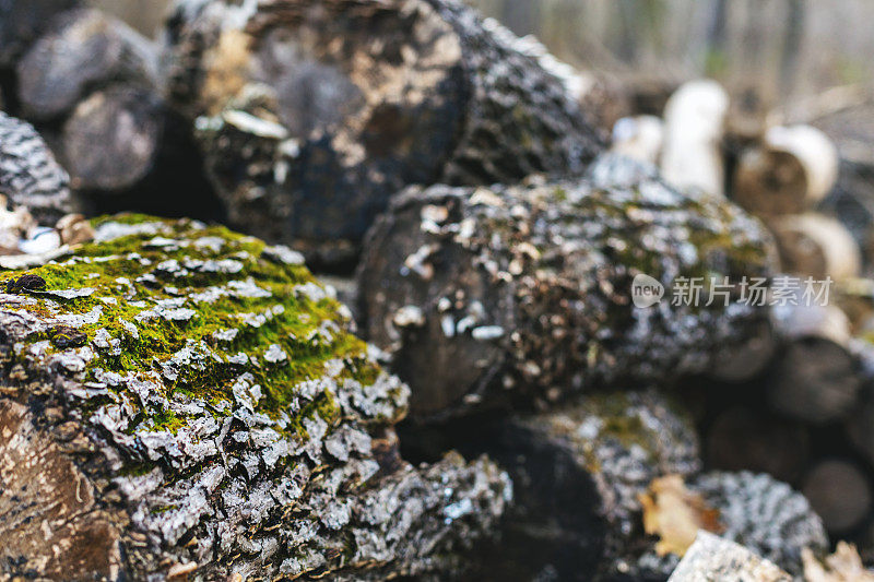 苔藓覆盖的硬木堆在森林在秋天的乡村风景和背景