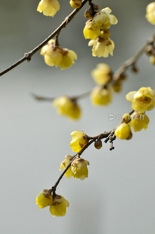 阳光下的蜡梅花