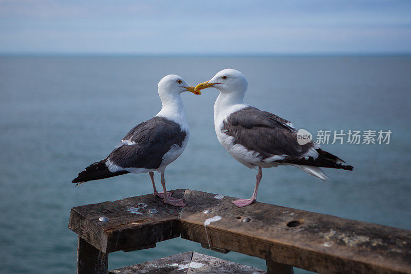 两只海鸥在海边的码头上